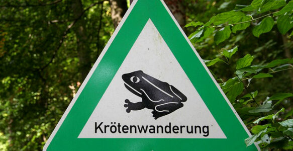 Krötenwanderung im Bereich Benther Berg-Salinenstraße